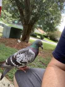 Found Pigeon