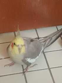 Found Cockatiel