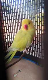 Found Indian Ringneck Parakeet