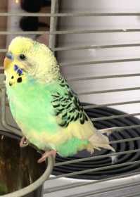 Found Budgerigar