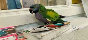 Found Derbyan Parakeet