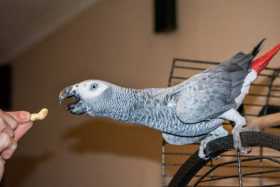 Found African Grey