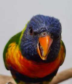 Found Lory / Lorikeet
