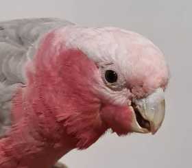 Found Galah Cockatoo