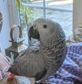 Found African Grey