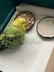 Found Budgerigar