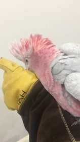 Found Galah Cockatoo