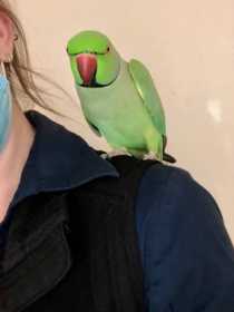 Found Indian Ringneck Parakeet