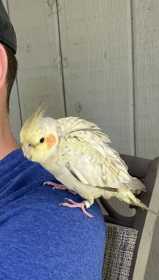 Found Cockatiel