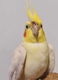 Found Cockatiel