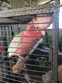 Found Galah Cockatoo