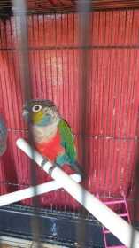 Found Conure