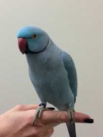 Found Indian Ringneck Parakeet