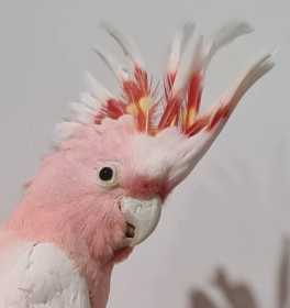 Found Major Mitchell Cockatoo