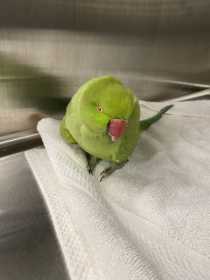 Found Indian Ringneck Parakeet