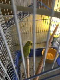 Found Budgerigar