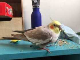 Found Cockatiel