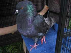 Found Pigeon