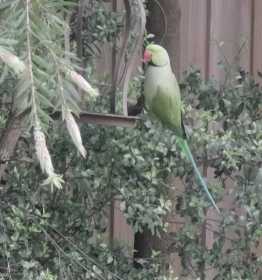 Found African Ringneck Parakeet
