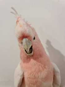 Found Major Mitchell Cockatoo