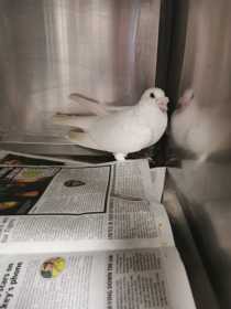 Found Pigeon