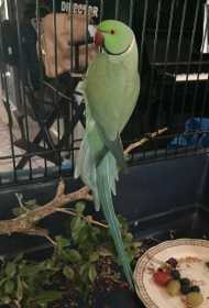 Found Indian Ringneck Parakeet