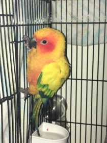 Found Conure