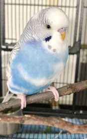 Found Budgerigar