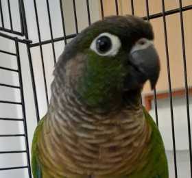 Found Conure