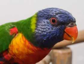 Found Lory / Lorikeet