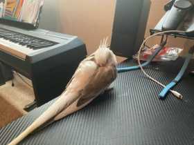 Found Cockatiel