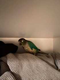 Found Conure