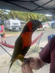 Found Lory / Lorikeet