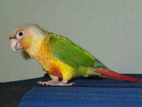 Found Conure