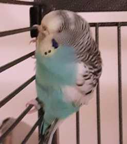 Found Parakeet