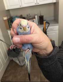 Found Parakeet