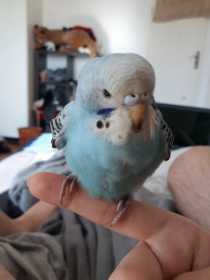 Found Budgerigar