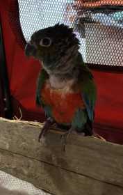 Found Conure