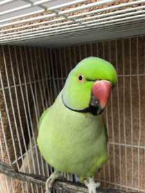 Found Indian Ringneck Parakeet