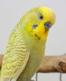 Found Budgerigar