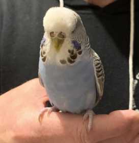 Found Budgerigar