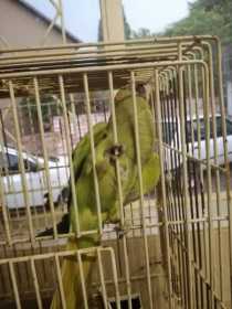 Found Indian Ringneck Parakeet