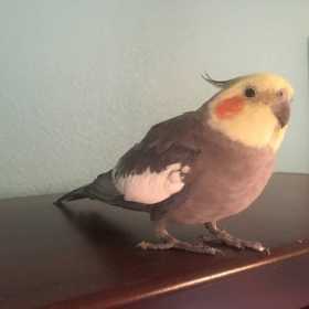 Found Cockatiel