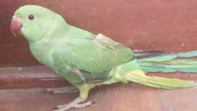 Found Indian Ringneck Parakeet