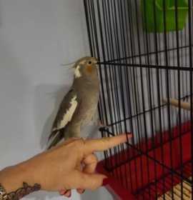 Found Cockatiel