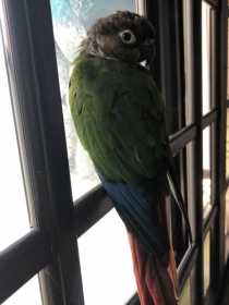 Found Conure