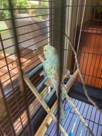 Found Budgerigar