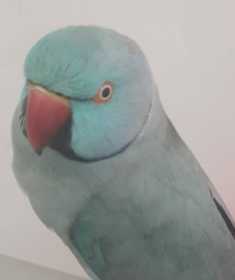 Found Indian Ringneck Parakeet