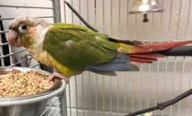 Found Conure