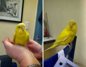 Found Budgerigar